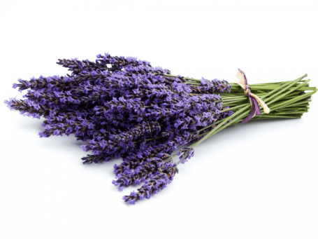 semi-di-lavanda